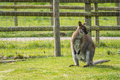 Shot of the wallaby standing on the surface covered by green grass - PhotoDune Item for Sale
