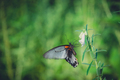 Selective focus shot of a butterfly sitting on a plant in a field captured on a sunny day - PhotoDune Item for Sale