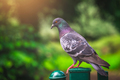 Pigeon sitting on a green fence - PhotoDune Item for Sale