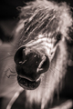 Close up of a horse mouth - PhotoDune Item for Sale