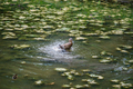 Small duck taking a bath in a shallow lake - PhotoDune Item for Sale