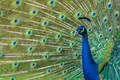 Shot of the peacock with its beautiful feathers showing to everyone in the zoopark - PhotoDune Item for Sale
