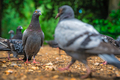 Pigeons in a park - PhotoDune Item for Sale