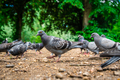 Pigeons in a park - PhotoDune Item for Sale