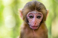 Cute baby monkey portrait - PhotoDune Item for Sale
