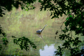 Long neck crane bird wading in water - PhotoDune Item for Sale