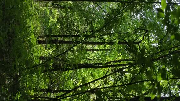 Vertical Video of Green Forest By Day