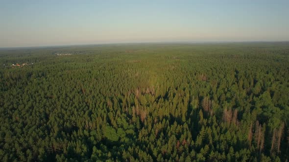 Aerial Flight Above the Huge Green Forest, Russia