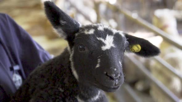 Black and white lamb bleating on a woman's lap