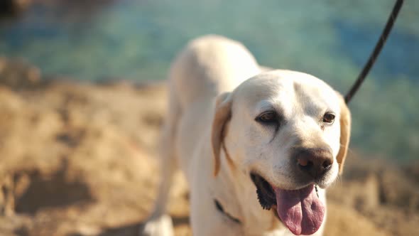 Portrait of Curios White Labrador Looking at Camera and Looking Around Standing in Sunrays Outdoors