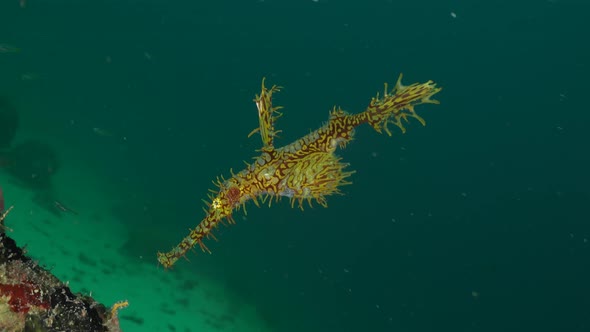yellow harlequin ghost pipefish hovering in open water