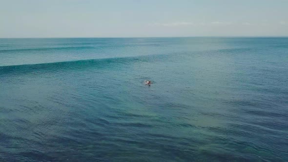 Aerial Shot Over Surfer Paddling and Riding the Big Barrel of Waves in the Ocean