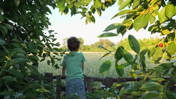 Little Boy Looking at Field Standing on Fence