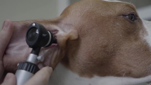 Close Up Hands of the Doctor Examining Ear of Big Pointer Dog with Brown Spots. The Animal Is in