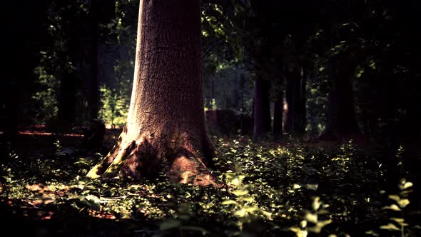 Thick Dark Forest with Moss and Sun Rays Shining Trough