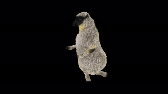 16 Sheep Dancing 4K