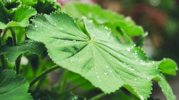 Water Drops On Leaf Surface