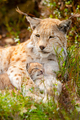 Caring lynx mother and her cute young cub in the grass - PhotoDune Item for Sale