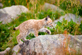 Lynx Cub Exploring the World and Walking On Rock In Forest - PhotoDune Item for Sale