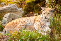 Caring lynx mother and her cute young cub in the grass - PhotoDune Item for Sale