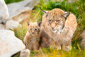 Caring lynx mother and her cute young cub hiding in the grass - PhotoDune Item for Sale