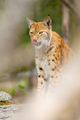Eurasian lynx sitting on a rock in dense forest at summer - PhotoDune Item for Sale