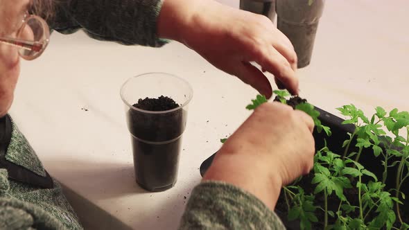 Woman Farmer Planting Young Tomato Seedlings in a Pot with a Spatula