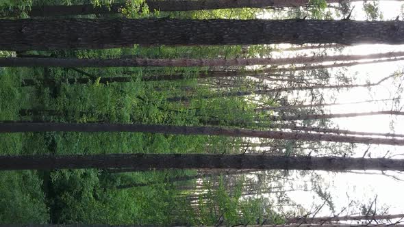 Vertical Video of a Beautiful Green Pine Forest on a Summer Day Slow Motion