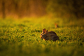 European rabbit - Oryctolagus cuniculus - PhotoDune Item for Sale