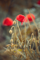 Close-up photo of a red poppy flower - PhotoDune Item for Sale