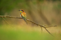 European Bee-Eater - Merops Apiaster on a branch - PhotoDune Item for Sale