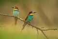 European Bee-Eater - Merops Apiaster on a branch - PhotoDune Item for Sale