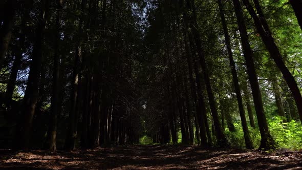 Among the pine trees in the forest