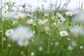 Camomile flowers growing on the meadow - PhotoDune Item for Sale