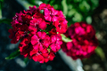 Pink purple red dianthus flower carnations growing blooming in the garden - PhotoDune Item for Sale
