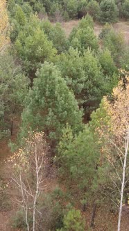 Vertical Video Forest in Autumn Aerial View Slow Motion