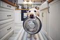 Hungry dog holding bowl and waiting for feeding - PhotoDune Item for Sale