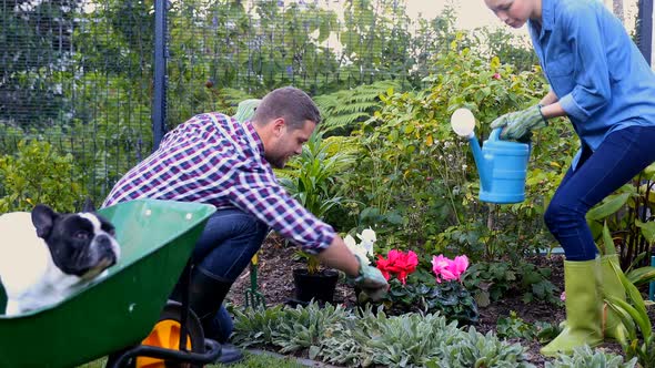 Couple watering the plants in the garden 4k