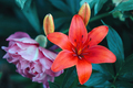 Wood lily and Mountain Peony. Plant - PhotoDune Item for Sale