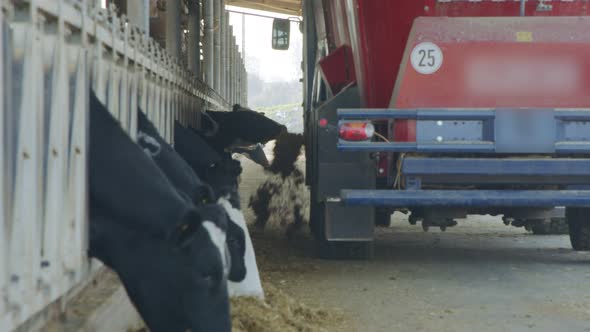 Cow feeding with a Self-propelled TMR mixer in a dairy farm
