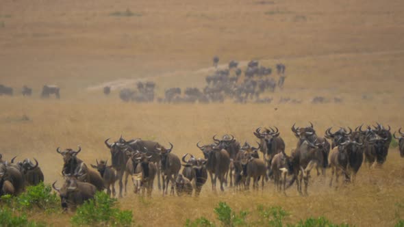 Gnus running in Masai Mara