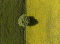 High angle aerial view of Dramatic two color field with a single tree in Kyrgyzstan. - PhotoDune Item for Sale