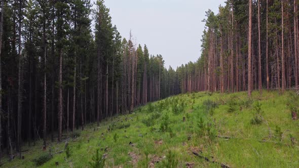 Pine forest cleared out for fire management