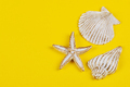 Shells and starfish - PhotoDune Item for Sale