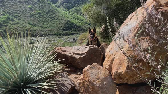 German Shepherd With Dog Saddle Bags Jumping Over Big Rocks