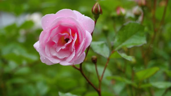 A Pink Rose 