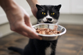 Pet owner feeding his hungry cat - PhotoDune Item for Sale
