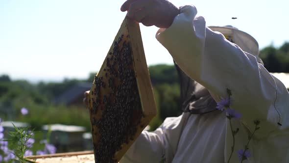 Apiarist Wearing Protective Clothing and Gloves Is Taking Out the Honeycomb on Wooden Frame