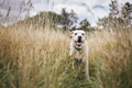 Portrait of cute dog in high grass - PhotoDune Item for Sale