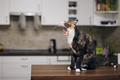 Cat yawns while waiting for feeding - PhotoDune Item for Sale
